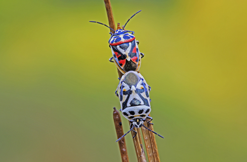 Pentatomidae: Eurydema ornata della Toscana (FI)